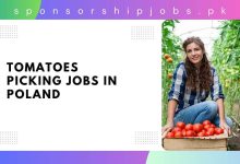 Tomatoes Picking Jobs in Poland