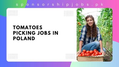 Tomatoes Picking Jobs in Poland