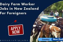 Dairy Farm Worker Jobs in New Zealand For Foreigners