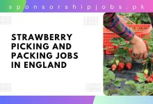 Strawberry Picking and Packing Jobs in England