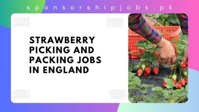 Strawberry Picking and Packing Jobs in England