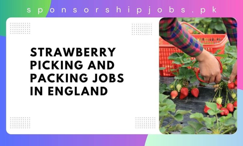 Strawberry Picking and Packing Jobs in England