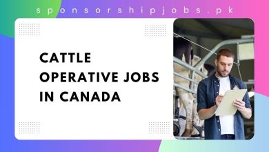 Cattle Operative Jobs in Canada