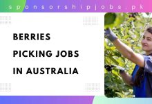 Berries Picking Jobs in Australia