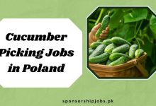 Cucumber Picking Jobs in Poland