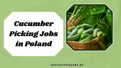 Cucumber Picking Jobs in Poland