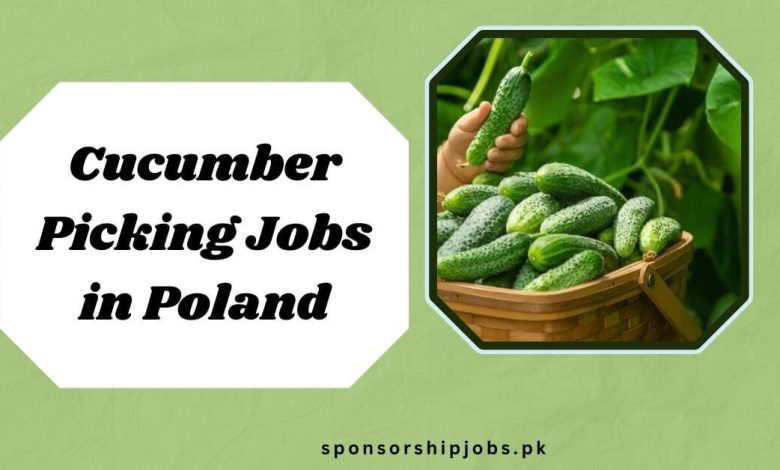 Cucumber Picking Jobs in Poland