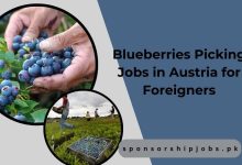 Blueberries Picking Jobs in Austria for Foreigners