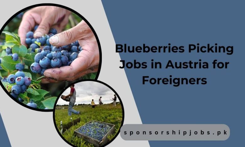 Blueberries Picking Jobs in Austria for Foreigners