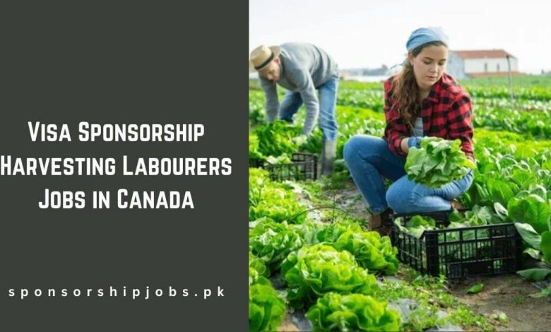 Visa Sponsorship Harvesting Labourers Jobs in Canada