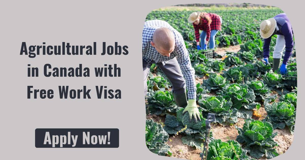 Agricultural Jobs in Canada with Free Work Visa