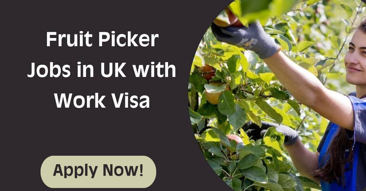 Fruit Picker Jobs in UK with Work Visa