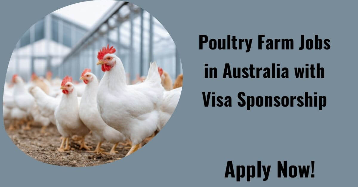 Poultry Farm Jobs in Australia with Visa Sponsorship