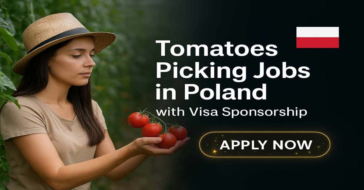 Tomatoes Picking Jobs in Poland with Visa Sponsorship