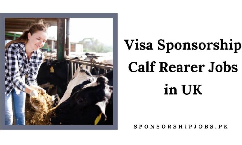 Visa Sponsorship Calf Rearer Jobs in UK