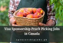 Visa Sponsorship Peach Picking Jobs in Canada