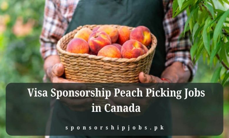 Visa Sponsorship Peach Picking Jobs in Canada