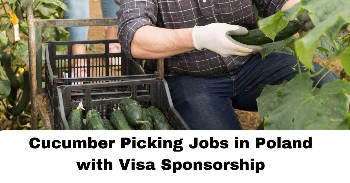 Cucumber Picking Jobs in Poland with Visa Sponsorship