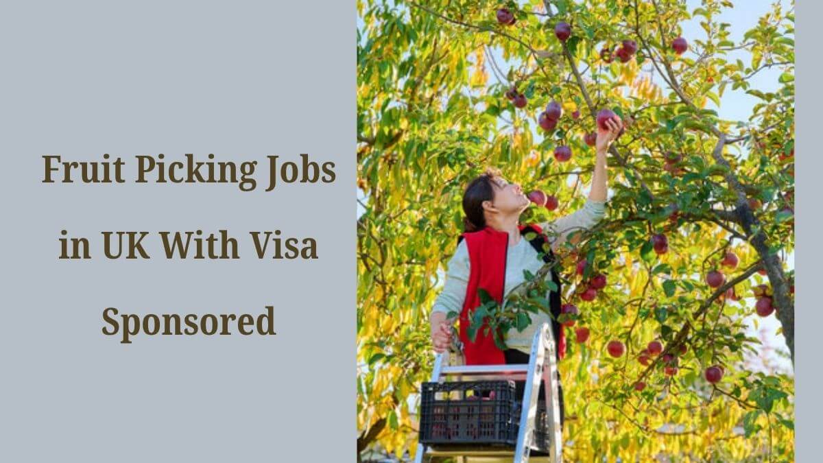 Fruit Picking Jobs in UK With Visa Sponsored