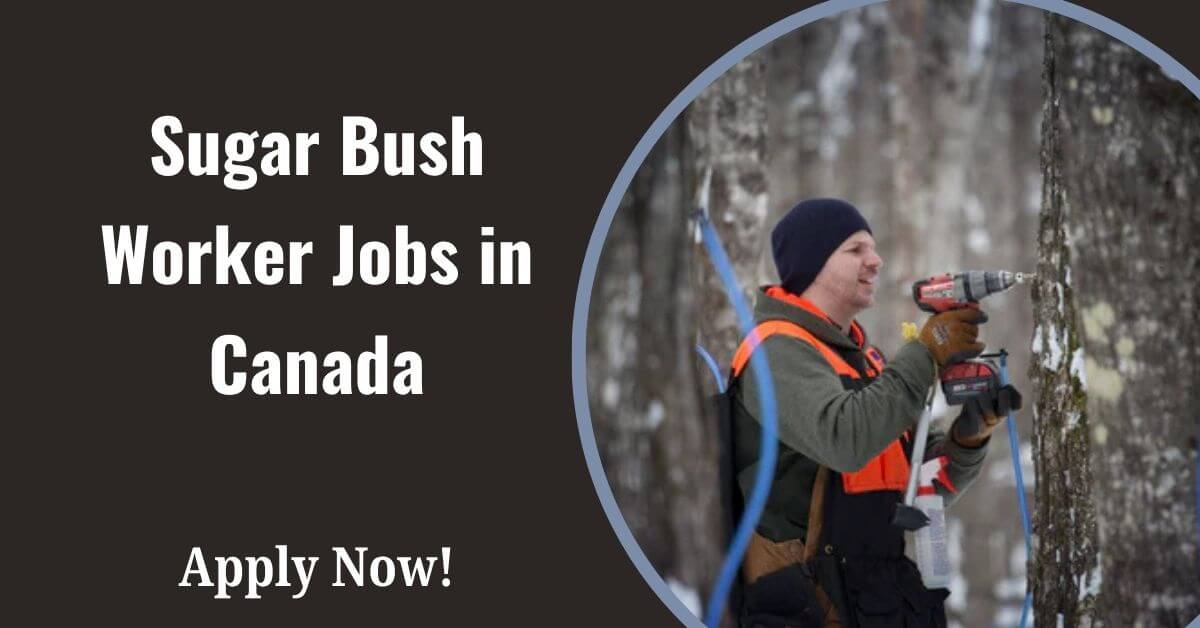 Sugar Bush Worker Jobs in Canada